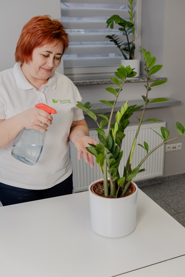 opiekunka podlewa kwiaty